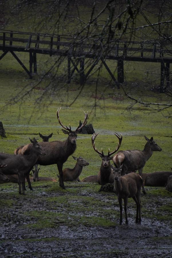 Treca Rupan Lodge Neltume Buitenkant foto